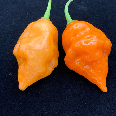 Habanada - Seeds - The Pepper Pantry (Formerly Marie Sharp's)